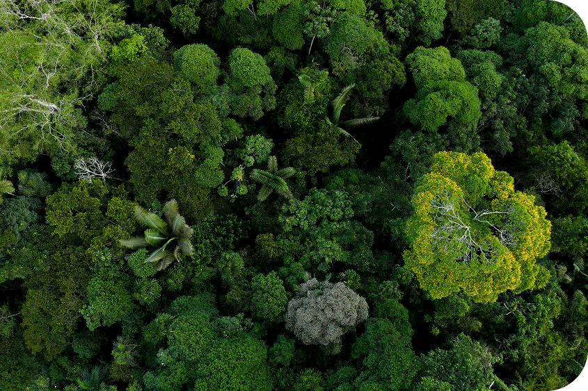 Uphold international best practices of environmental and social safeguards, including respect for labour and human rights.